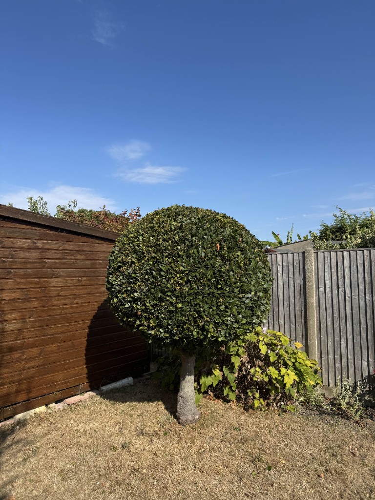 Lollipop topiary tree clipped into a perfect ball by EHW Landscapes on Hayling Island