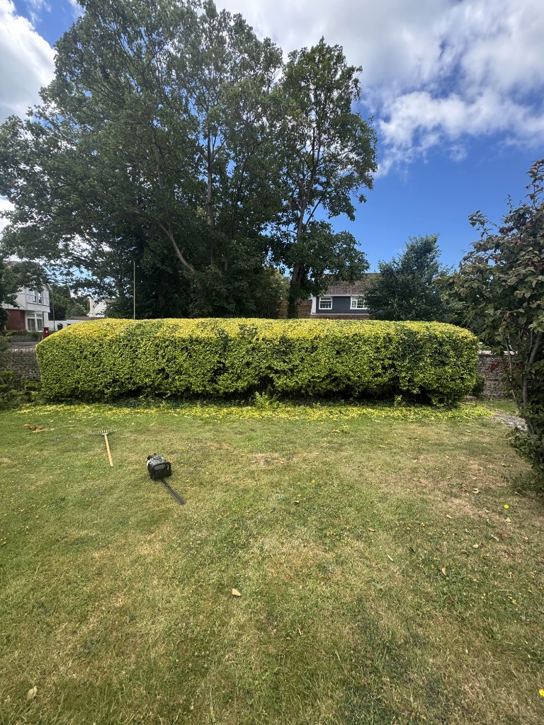 Variegated privet hedge cut square and level, with trimmings still on the lawn in Hampshire
