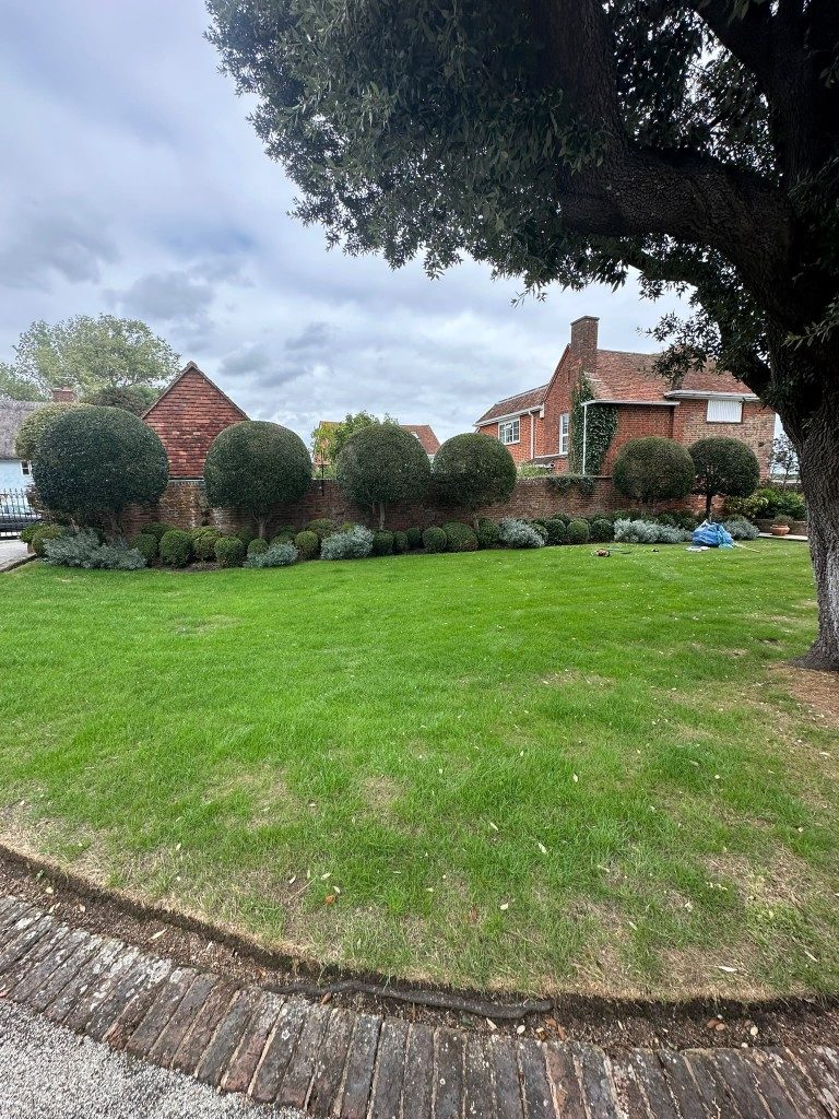 A row of ball-shaped topiary clipped along a brick garden wall in Hampshire