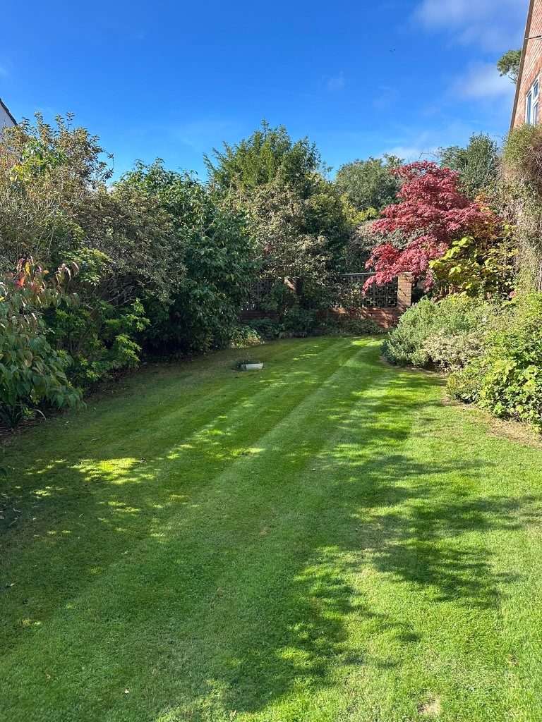Striped lawn with a red maple and clipped shrubs after mowing in Hampshire