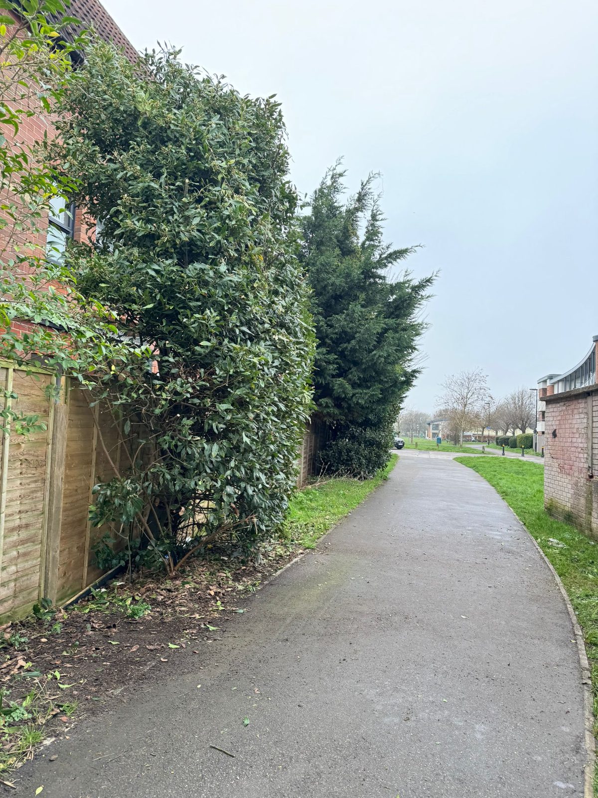 Neatly trimmed hedge and clean pathway