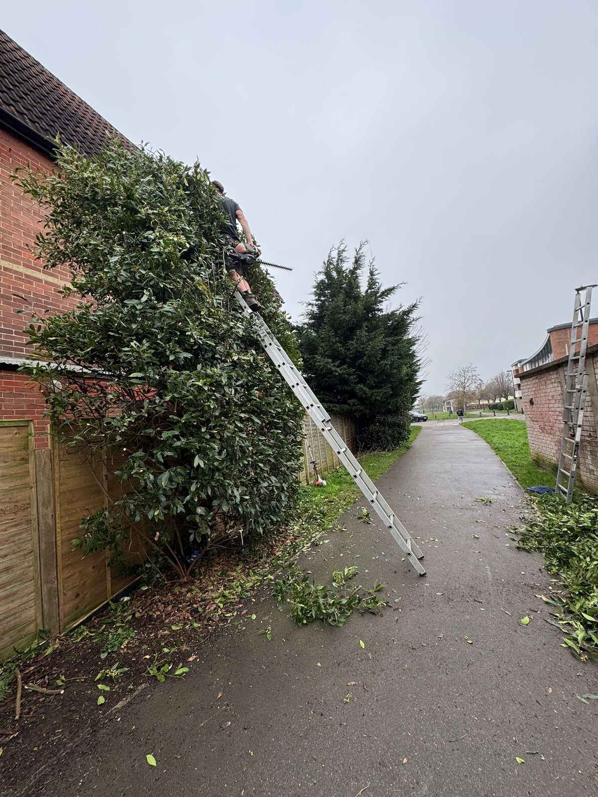 Overgrown hedge before trimming