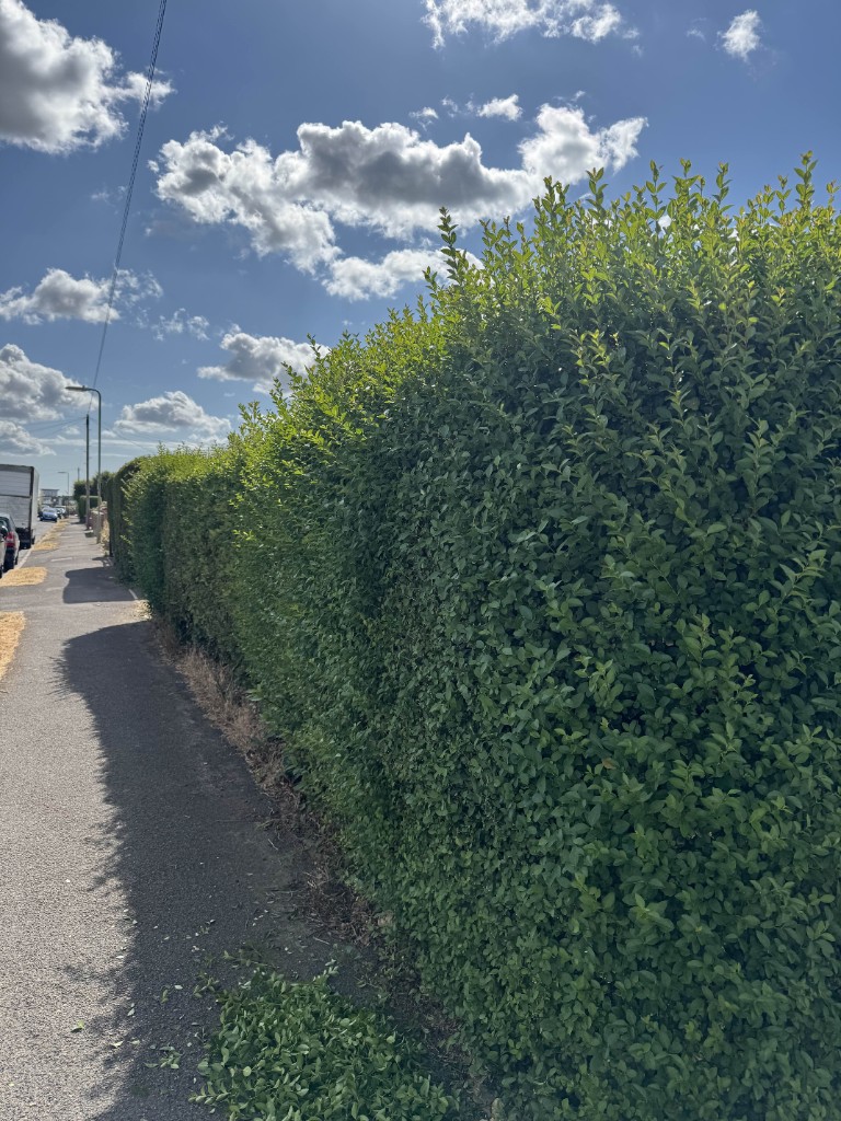 Overgrown roadside privet hedge with a straggly top before hedge cutting in Hampshire