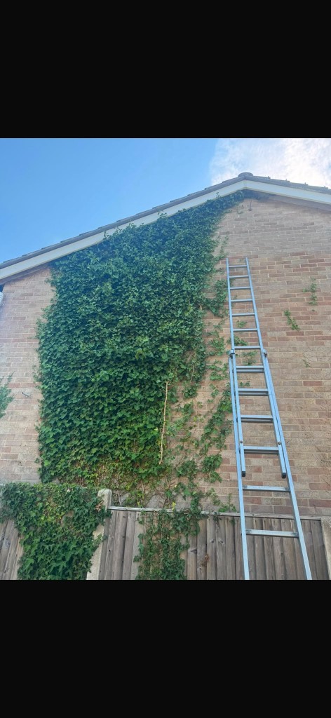 House wall overgrown with ivy before removal on Hayling Island