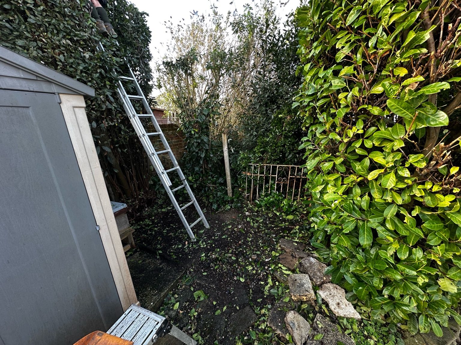 Courtyard before — debris and overgrowth